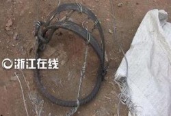 杭州野猪最新爆料,最新爆料揭示惊人真相
