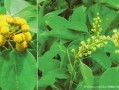 枫丹植物爆料最新消息是真的吗,最新消息真实性揭秘